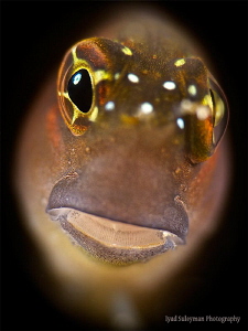 Watching Blenny 
This is my last entry (№377) in this ye... by Iyad Suleyman 